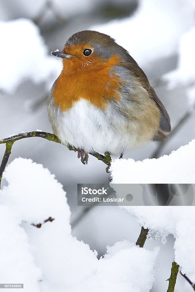 Robin in a winter snow scene Robin in a winter snow scene st on abranch Robin Stock Photo