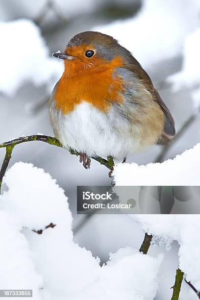 Robin In A Winter Snow Scene Stock Photo - Download Image Now - Robin, Snow, Animal