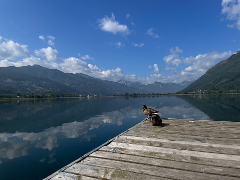 Two ducks sitting on a wooden pier at the big lake among the mountains