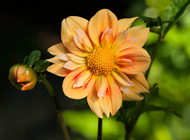 istock Collaretta Dahlia (E Z Duzzit) Flower and Bud 187333986