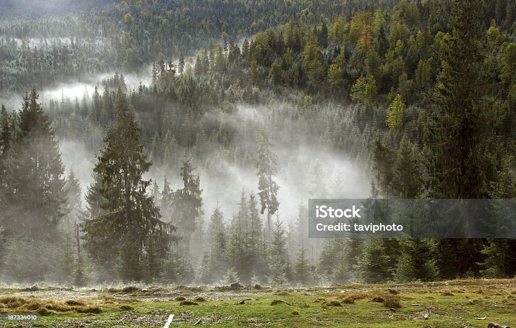 fog in the woods misty morning in an autumn day up in the mountain woods Autumn Stock Photo