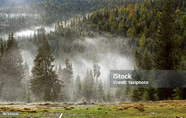 Fog In The Woods Stock Photo - Download Image Now - Autumn, Beauty, Beauty In Nature