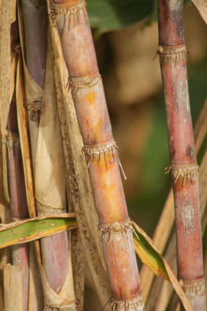 istock fresh sugar cane in garden. 1873364942