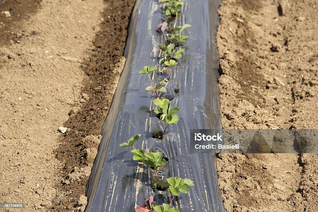 Erdbeeren field - Lizenzfrei Eingewickelt Stock-Foto