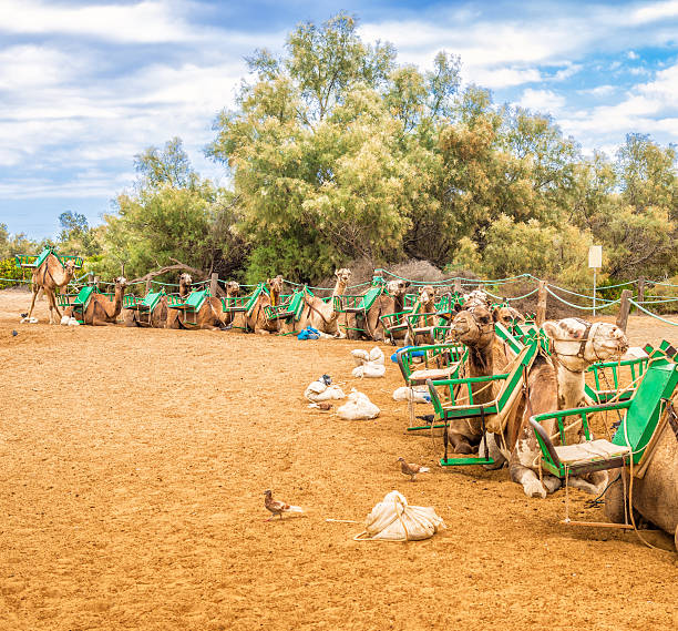 Camels in the Dunes of Maspalomas (Gran Canaria) waiting for tourists.