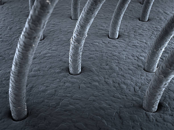 haaren unter dem mikroskop - wissenschaftliche mikroskopische aufnahme stock-fotos und bilder