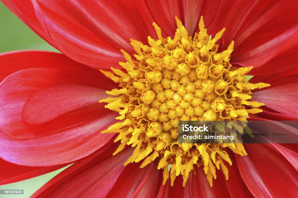 Rosso Dalia in Macro - Foto stock royalty-free di Bellezza naturale