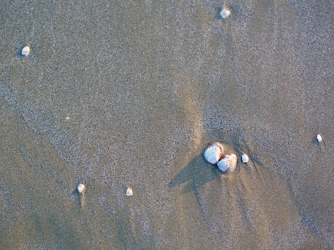 Beautiful Natural Sea Shells on the Wet Sand Beach with Backwash, Thailand