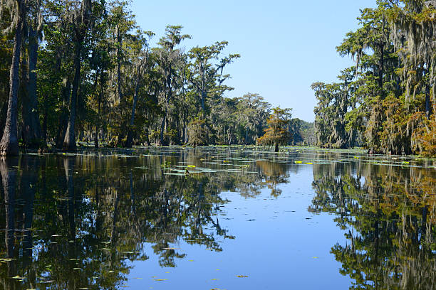 Swamps of Louisiana stock photo