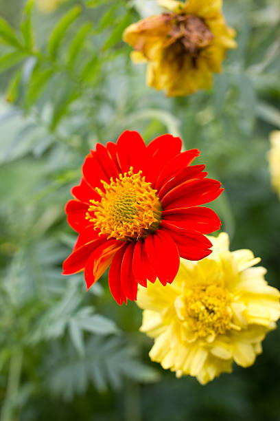 Large red flower a image of a beautiful flower garden. long stamened stock pictures, royalty-free photos & images