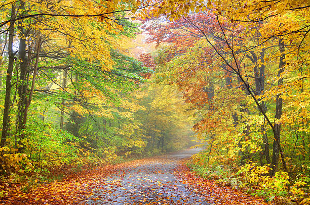 automne route pittoresque dans le nord-est uni dans le vermont - northeast kingdom photos et images de collection