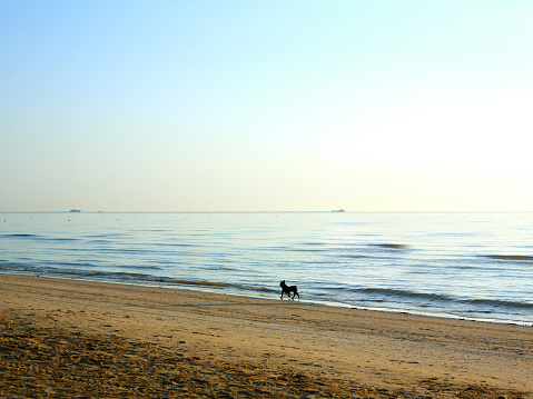 Dog runs along the shore of the Sea