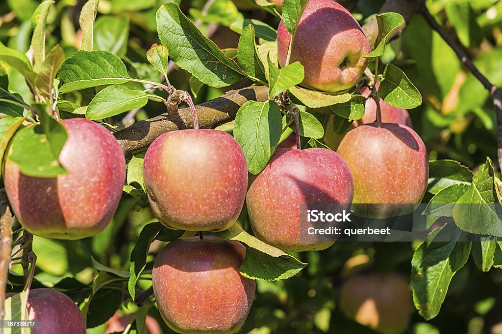 Apple orchard mit Äpfeln auf Filialen - Lizenzfrei Agrarbetrieb Stock-Foto