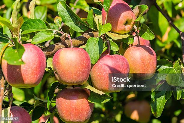Apple Orchard Mit Äpfeln Auf Filialen Stockfoto und mehr Bilder von Agrarbetrieb - Agrarbetrieb, Apfel, Apfelbaum