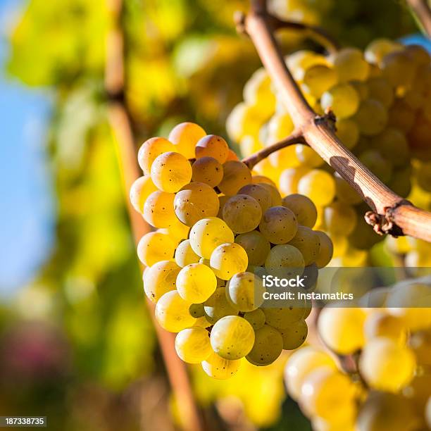 White Grapes Stock Photo - Download Image Now - Agriculture, Autumn, Branch - Plant Part