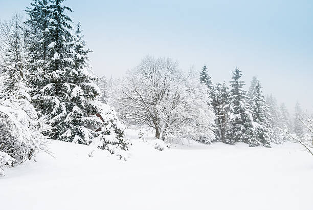 istock Winter Landscape with Snow and Trees 187338754