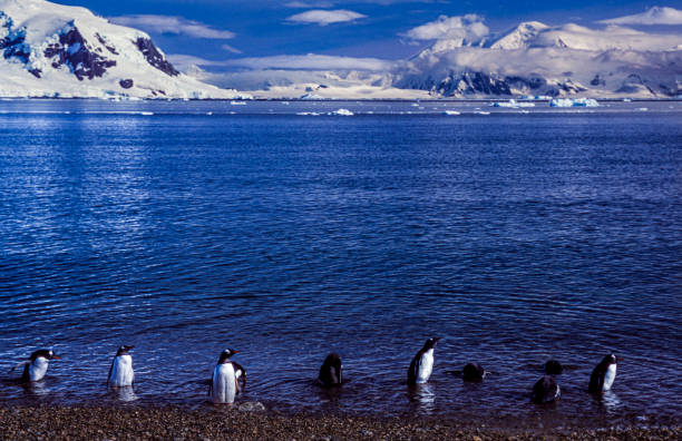 wilde gentoo penguins am ufer stehen - pebble gentoo penguin antarctica penguin stock-fotos und bilder