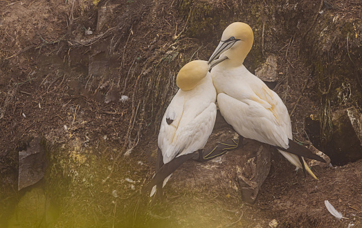 Two gannets preening each other.