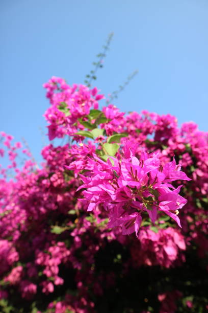istock Pink bougainvillea 1873395869