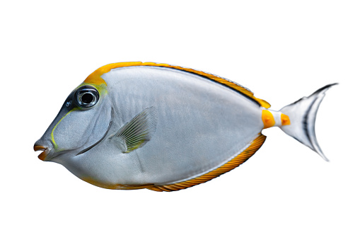 Naso Lituratus Acanthuridae tropical aquarium fish, Orangespine unicornfish isolated on white background. Ocean, marine, aqueatic, underwater life.