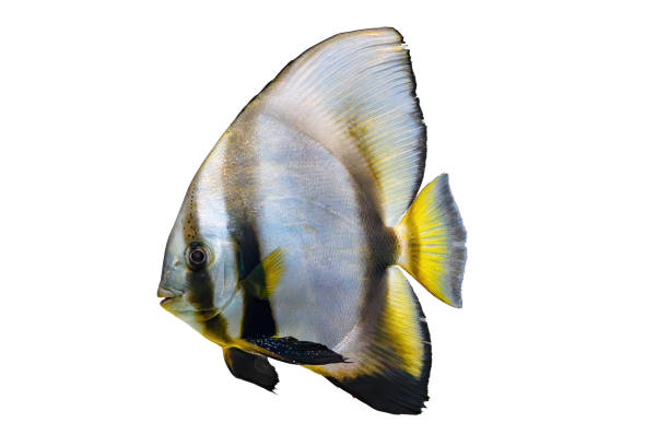 istock Beautiful fish Platax teira, Longfin Batfish isolated on white background 1873397397