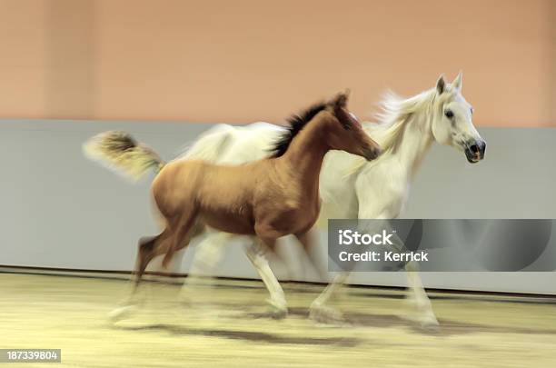 Schwenken Bewegungsunschärfepferde In Stockfoto und mehr Bilder von Aktivitäten und Sport - Aktivitäten und Sport, Araberpferd, Arabien