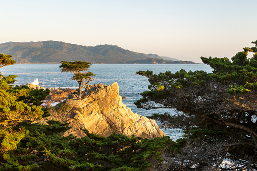 Lone Cypress Tree on a rock at sunset. Viewpoint Pebble Beach Monterey California. Landscape of California on the coastline at sunset. View of Carmel Bay and Lone Cyprus