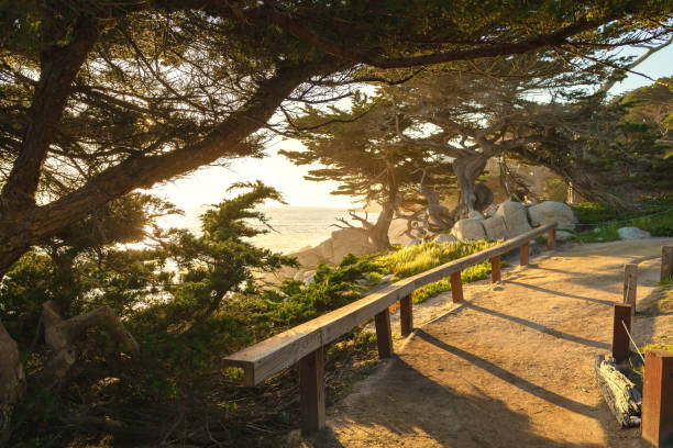 Monterey 17 Mile Drive, Carmel-By-The-Sea, California, USA Avenue of cypresses near Pubble Beach at sunset. Viewpoint Pebble Beach Monterey California. Landscape of California on coastline at sunset. Monterey 17 Mile Drive. Cypresses on Pacific Ocean's shore pebble driveway stock pictures, royalty-free photos & images