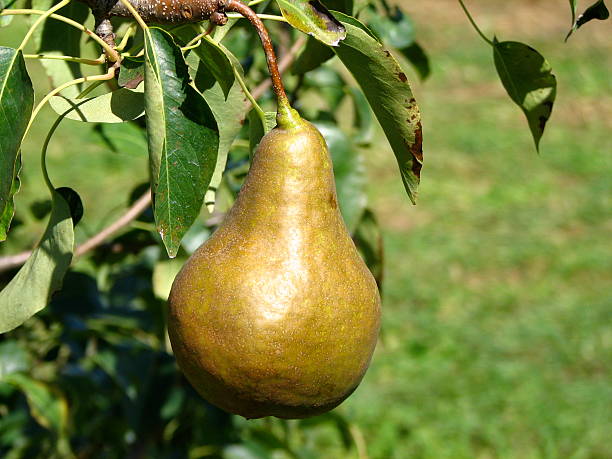 Груша боска фото