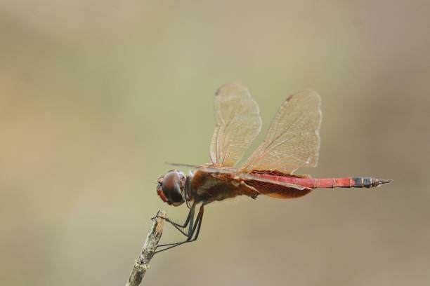 istock Striped Saddlebags dragonfly 1873408740