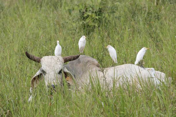 istock Western cattle egrets looking for ticks on a Brahman bull. 1873409759