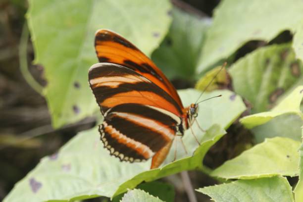 Banded Orange Heliconian in Belize, Central America