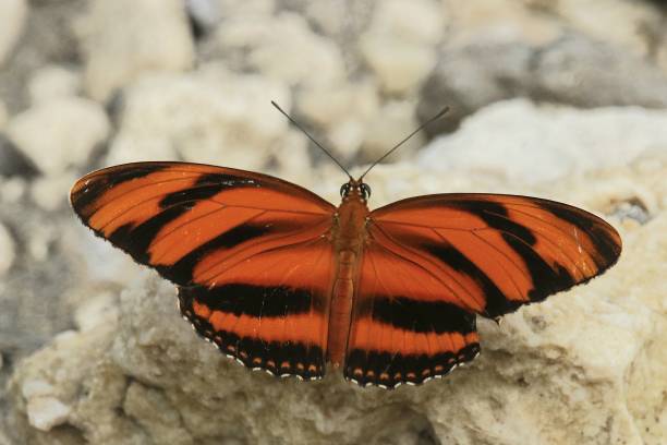 istock Banded Orange Heliconian in Belize, Central America 1873409762