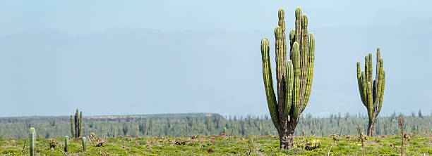 Panoramic desert landscape with old Mexican Cardon Cactus (Pachycereus pringlei). stock photo