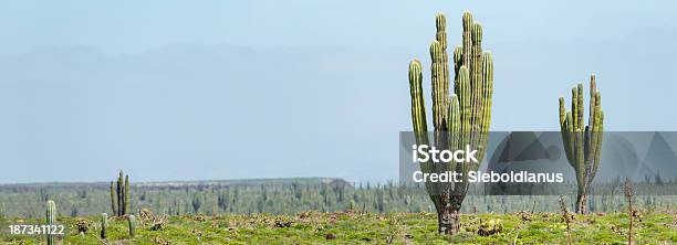 Panoramic Desert Landscape With Old Mexican Cardon Cactus Stock Photo - Download Image Now