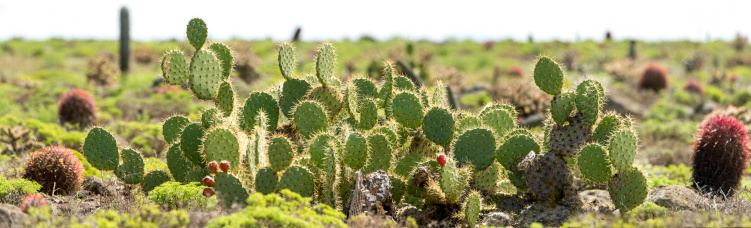 Close up photo of round cactus with red needles at cactus park