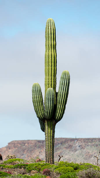 Mexican Cardon Cactus (Pachycereus pringlei) in Baja California.
