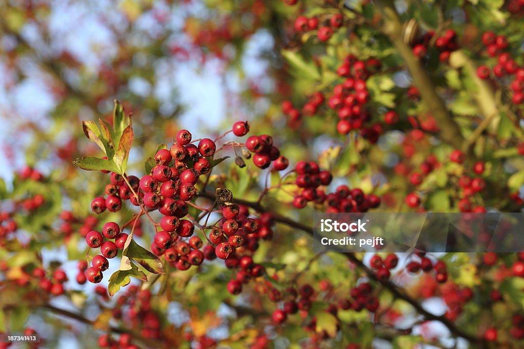 Herbst-Beeren von Roter hawthorn - Lizenzfrei Beere - Pflanzenbestandteile Stock-Foto