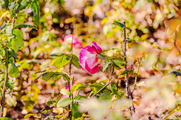 Rose: A rose is a perennial flowering plant that belongs to the genus Rosa within the family Rosacea. Roses are known for their exquisite beauty, fragrance, and symbolic significance. They come in a wide range of colors, including red, pink, white, yellow, and more, each carrying its own symbolic meaning. The plant typically has thorny stems and compound leaves, and the flowers are characterized by a symmetrical arrangement of petals. Roses have been cultivated by humans for thousands of years and are widely used for ornamental purposes, as well as in the floral industry for bouquets and arrangements.\nKey Characteristics of Roses:\nFlower Structure: The flowers of roses are typically large and showy, consisting of layers of petals surrounding a central reproductive structure.