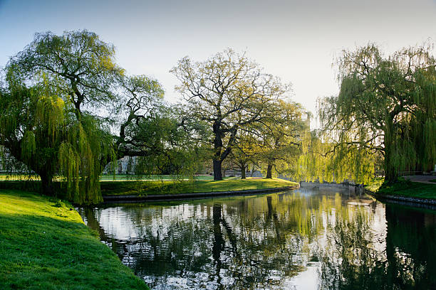 Willow trees and the river early morning in cambridge stock photo