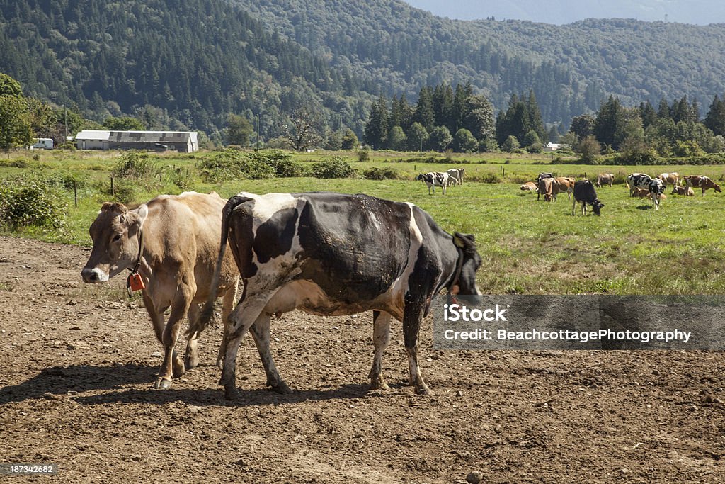 Dairy Duo - Foto de stock de Agricultura libre de derechos