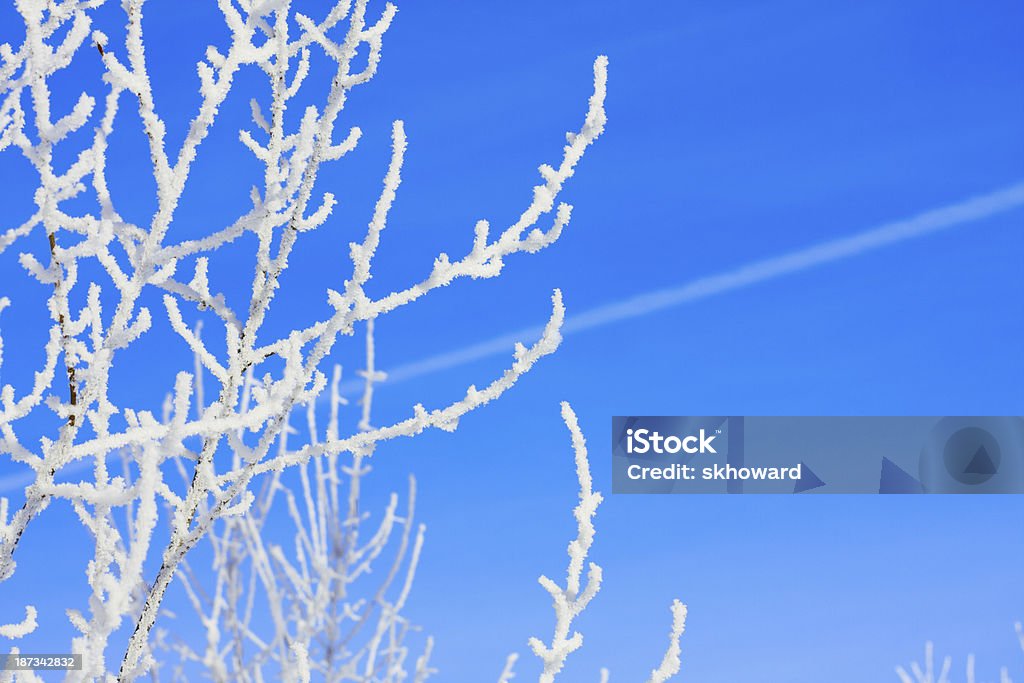 Heladas y Jetstream ramas de árbol - Foto de stock de Aire libre libre de derechos
