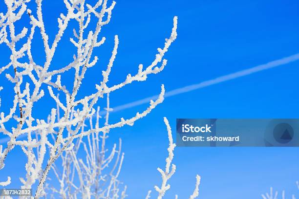 Heladas Y Jetstream Ramas De Árbol Foto de stock y más banco de imágenes de Aire libre - Aire libre, Azul, Belleza de la naturaleza