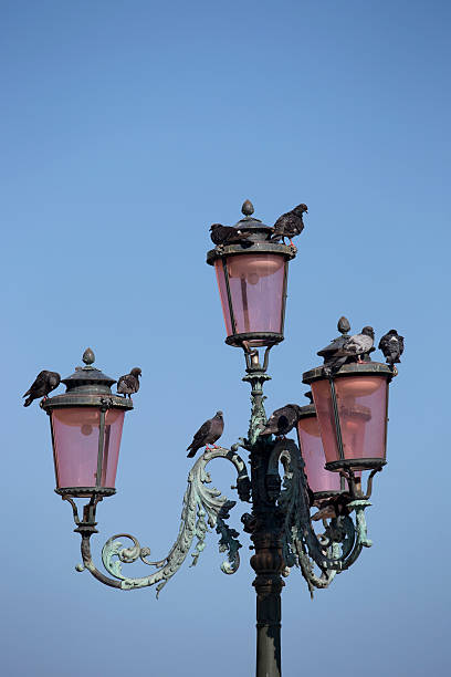 istock Pigeons on street lamp 187343078