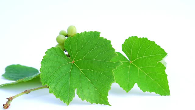 Bunch of grapes in a white background. Grape is a fruit, botanically a berry, of the deciduous woody vines of the flowering plant genus Vitis.