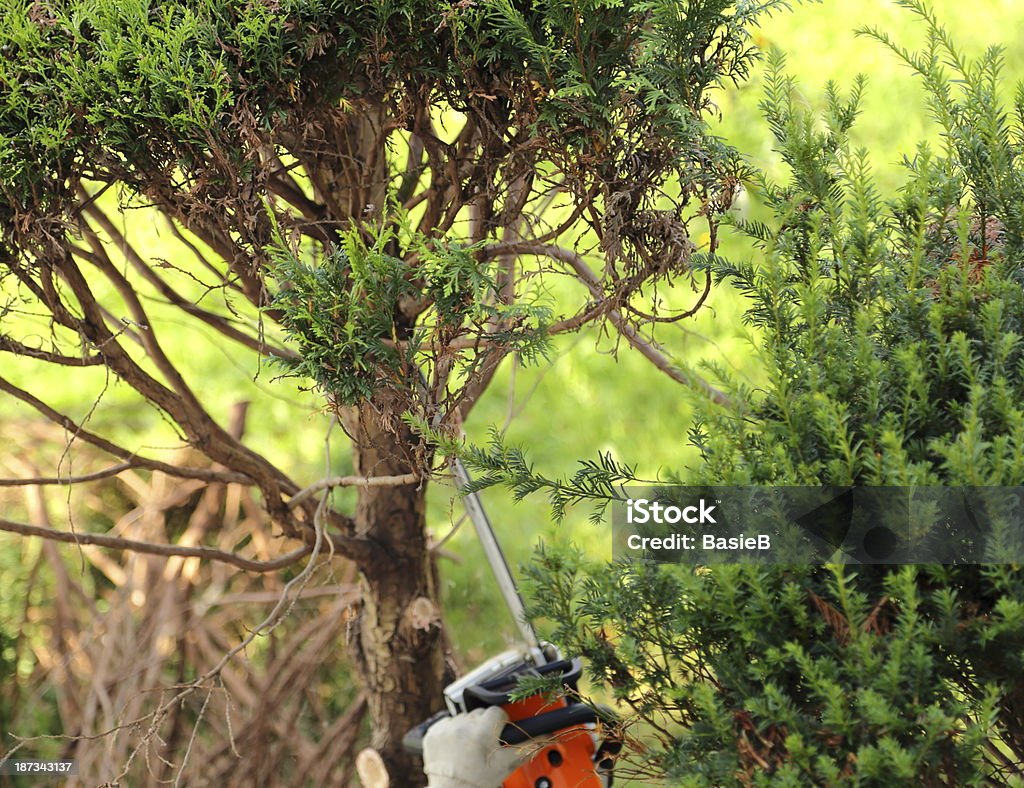 Baum felling - Lizenzfrei Eibe Stock-Foto