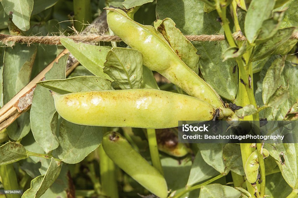 Fava Beans on the Vine Fava beans grow in an organic garden. Bean Stock Photo