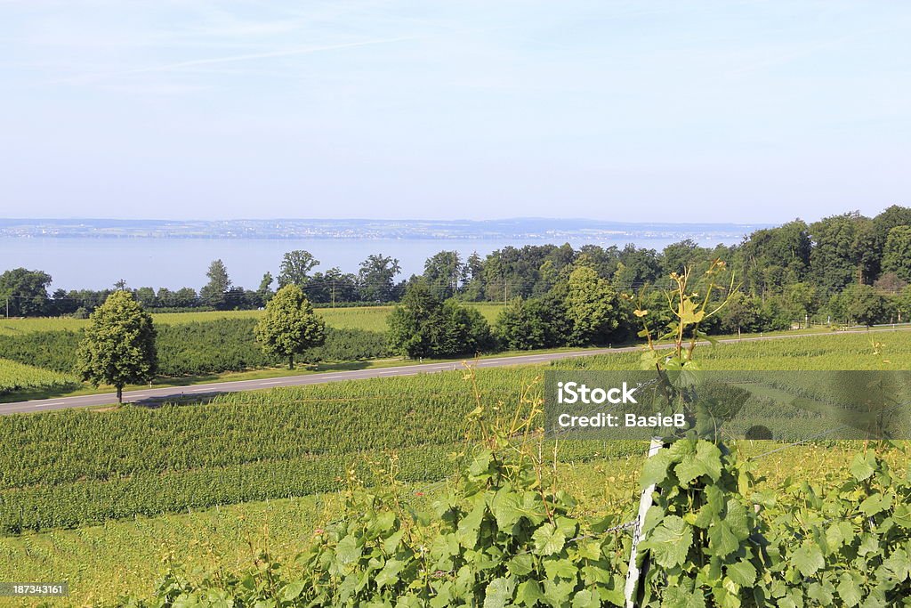 Vineyard auf Lake Constance - Lizenzfrei Bodensee Stock-Foto