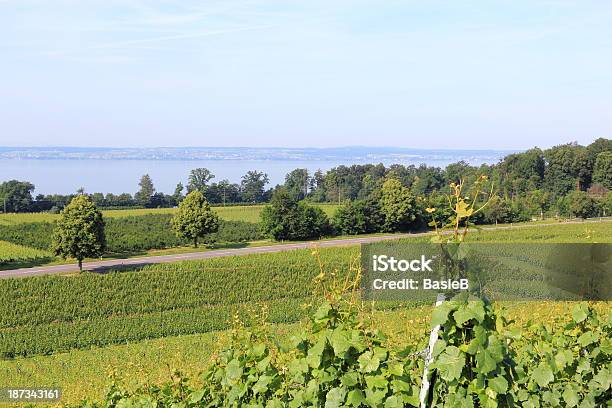 Vineyard Auf Lake Constance Stockfoto und mehr Bilder von Bodensee - Bodensee, Deutschland, Formatfüllend