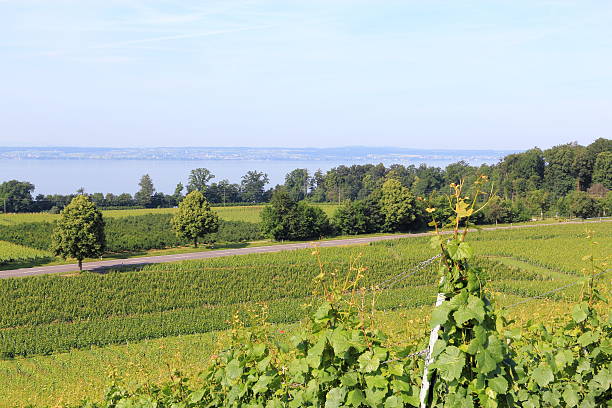 winnica na jezioro bodeńskie - hagnau zdjęcia i obrazy z banku zdjęć